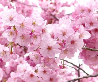 sakura-712312_960_720