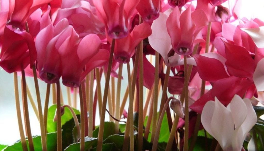 cyclamen 11290_960_720