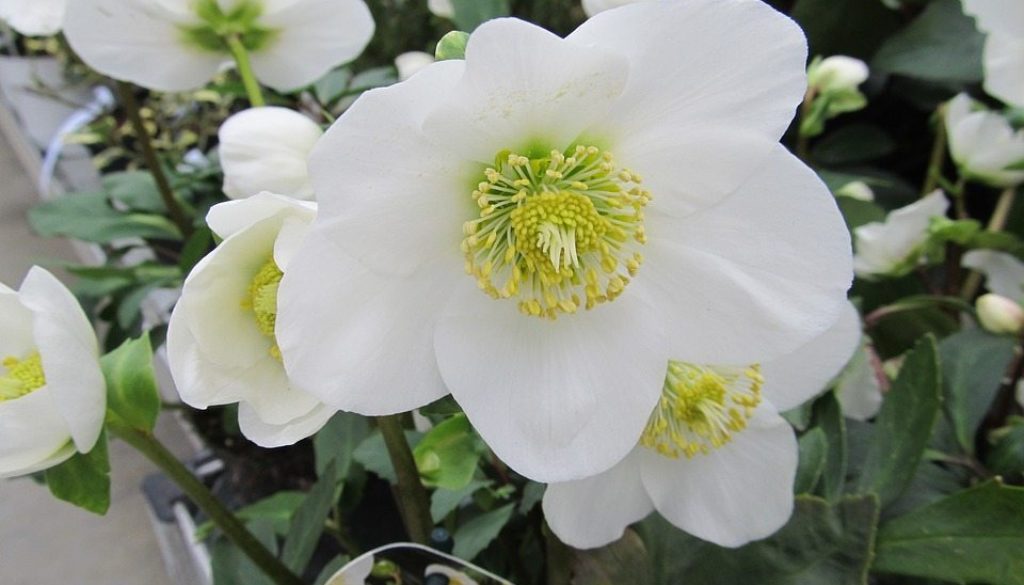 hellebore-1750736_960_720